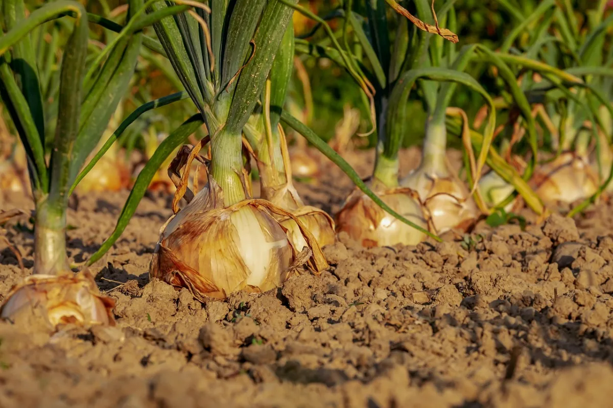 Gobierno asigna 12 millones a agricultores granadinos - Costa Directo