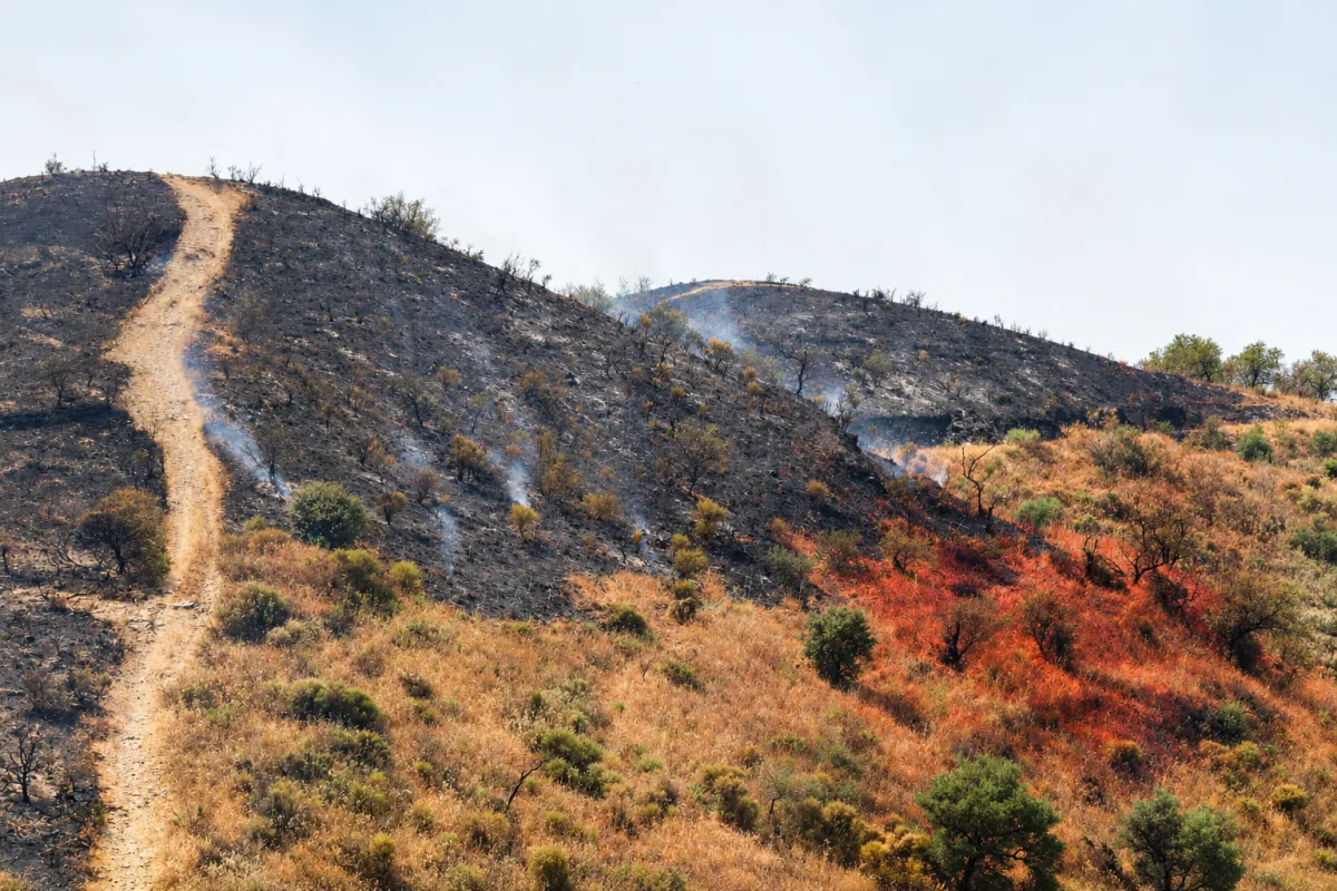 Almuñécar aprueba cien mil euros en ayudas a los agricultores del incendio - Costa Directo
