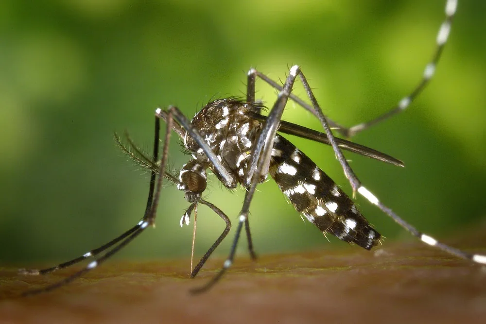 El Ayuntamiento de Molvízar lanza una campaña contra el virus del Nilo - Costa Directo