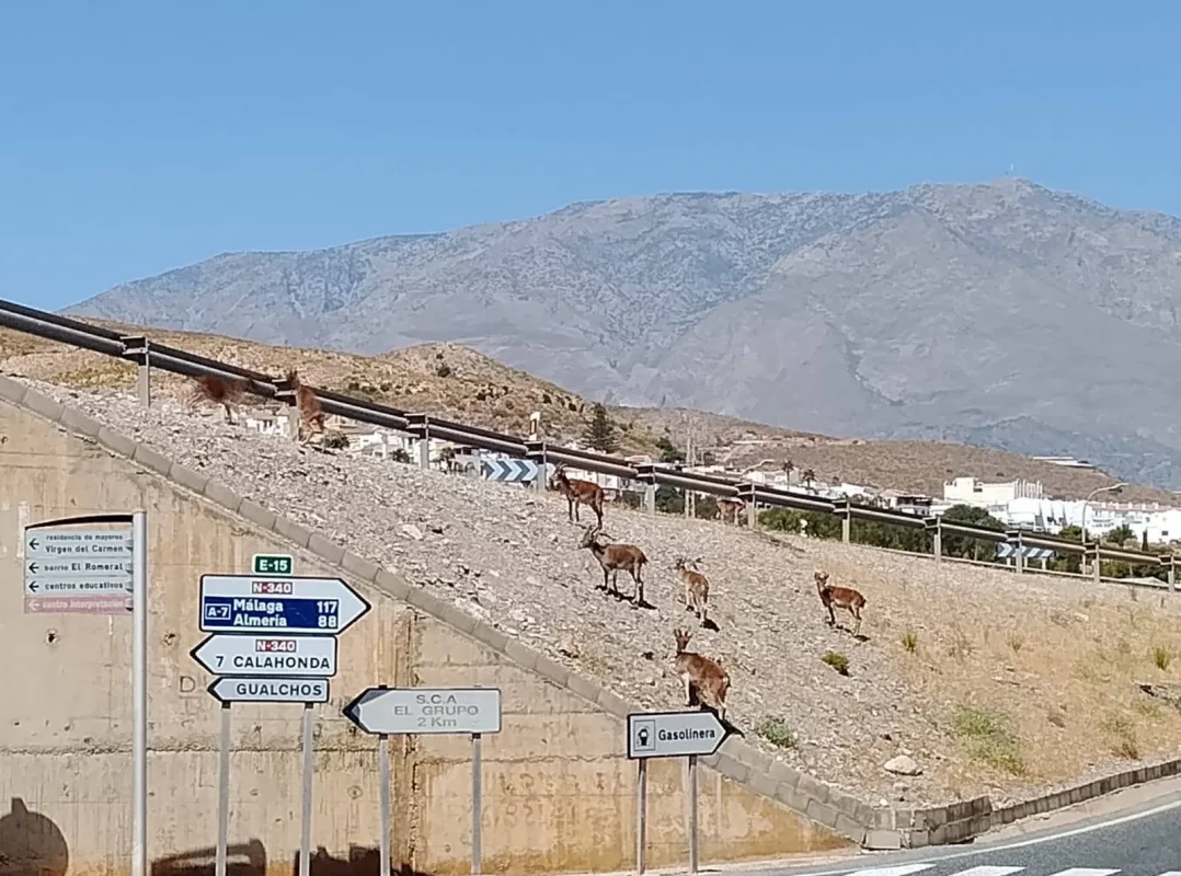 Un motorista muere tras chocar contra un animal en Gualchos - Costa Directo