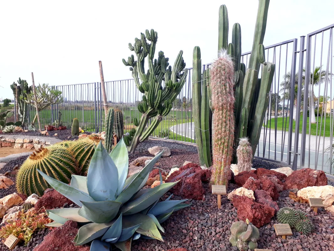 El Jardín de Cactus y Suculentas "Teresa" abre sus puertas los fines de semana - Costa Directo