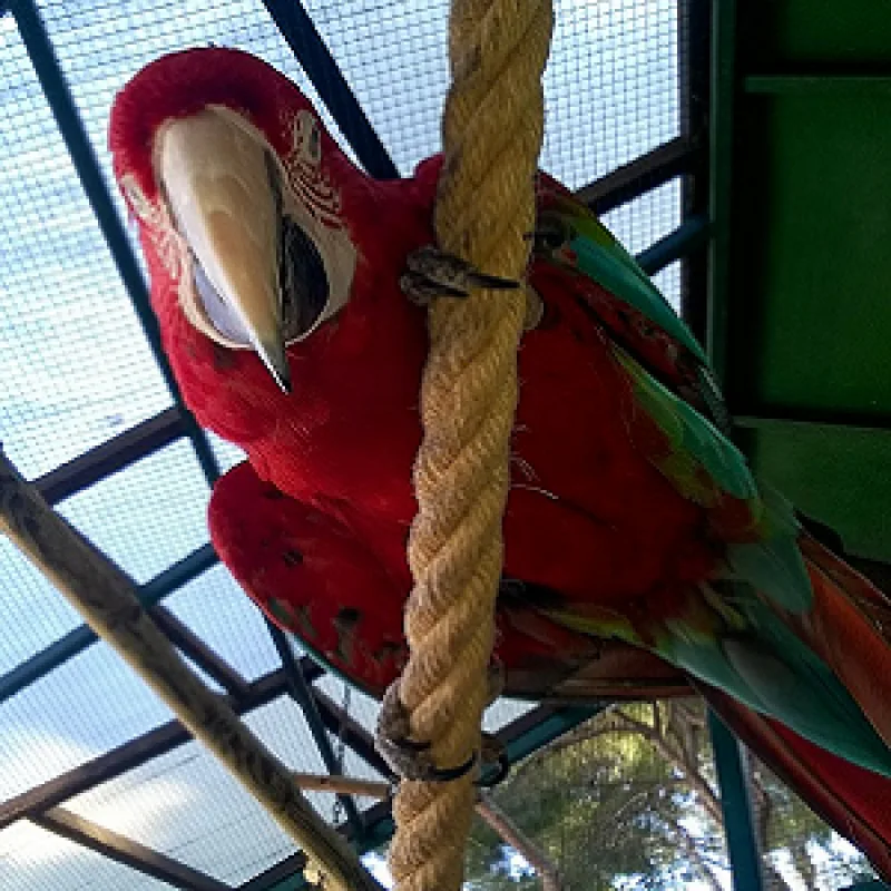 Parque Ornitológico Loro Sexi: horarios, precios y 1.500 aves en Almuñécar - Vivir en la Costa Tropical
