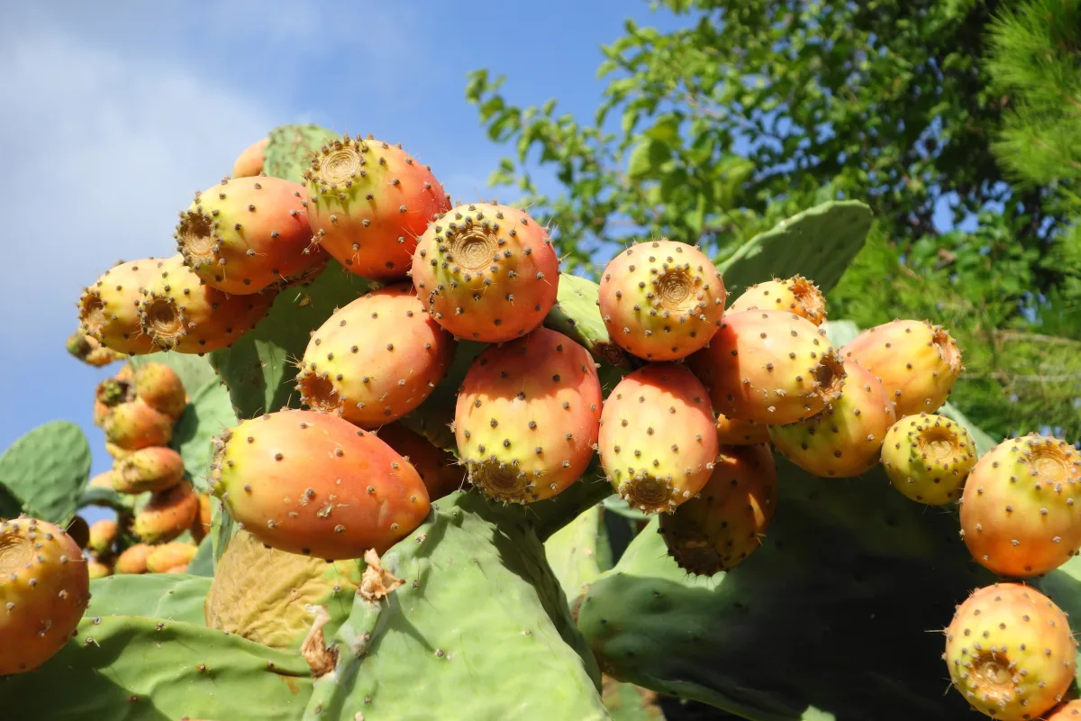Los higos chumbos de la Costa Tropical, el dulce secreto que esconden las chumberas - Vivir en la Costa Tropical - Costa Directo