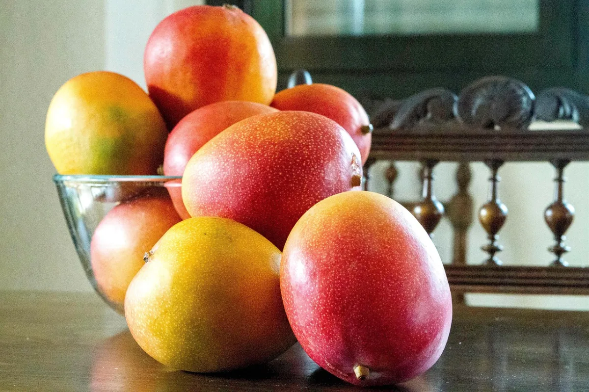 El mango de la Costa Tropical granadina se consolida como referente europeo - Vivir en la Costa Tropical - Costa Directo