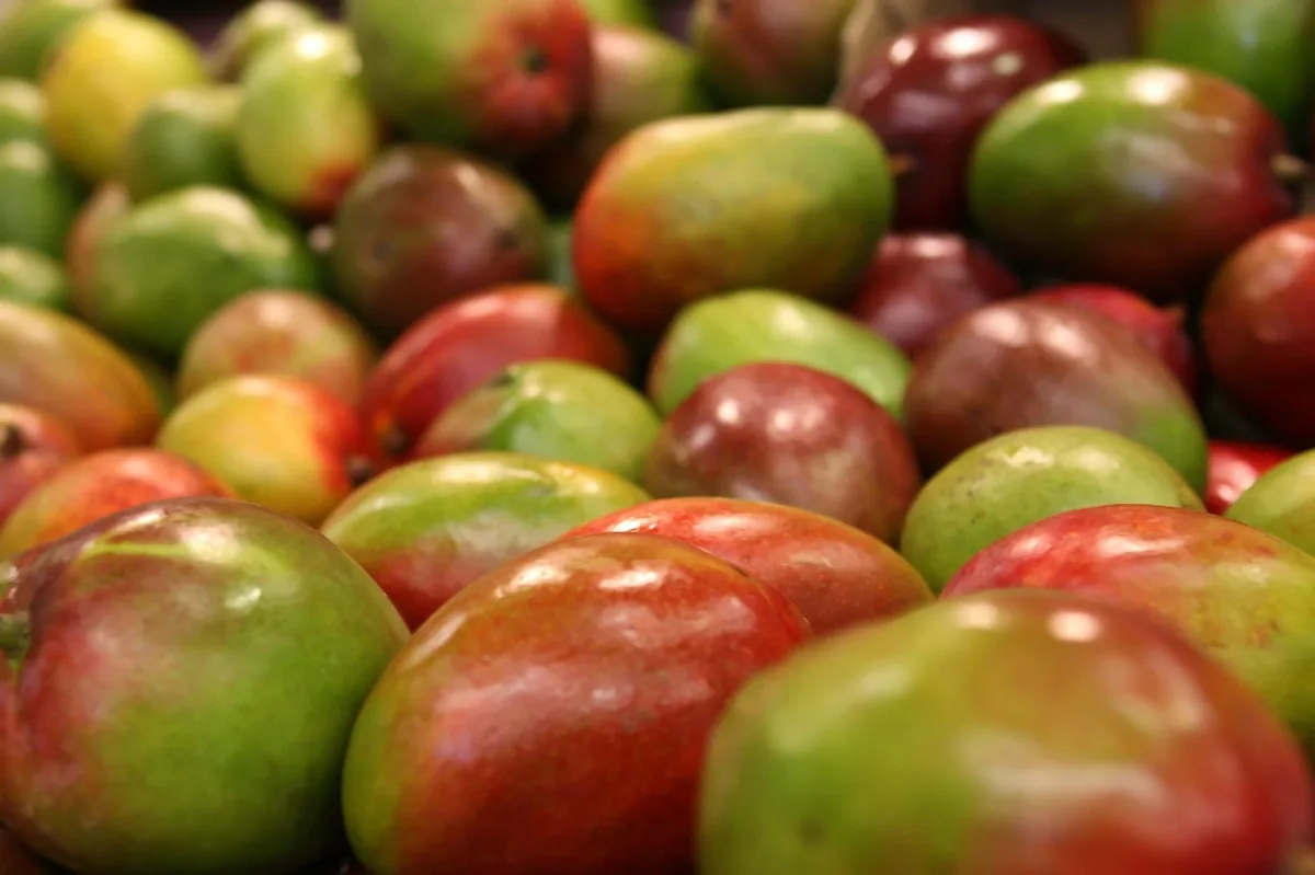 Almuñécar inicia campaña del mango 2026 anticipada por el calor