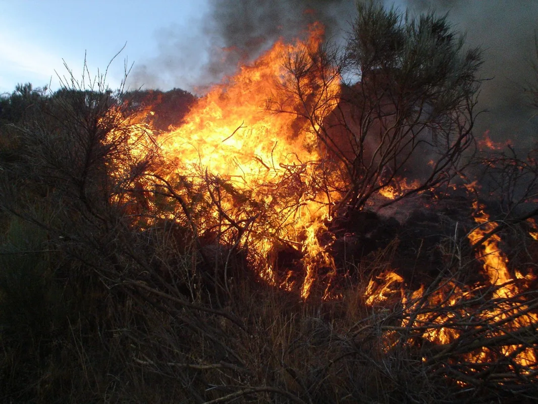 Convergencia Andaluza exige al Ayuntamiento un plan de choque contra el alto riesgo de incendios en Los Pinos-El Capricho - Costa Directo