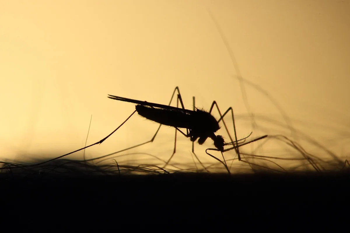 Sanidad levanta la alarma por el virus del Nilo en Salobreña